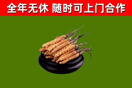 六安市回收冬虫夏草