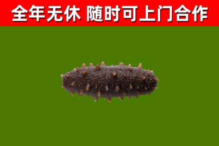 六安市回收海参干